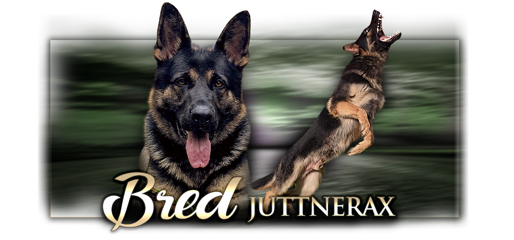 Německý ovčák Bred Juttnerax